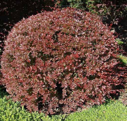 Berberis “Atropurpurea Nana”
