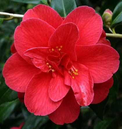 Camellia-japonica-“Blood-of-China”