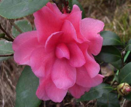 Camellia-japonica-“General-George-Patton”