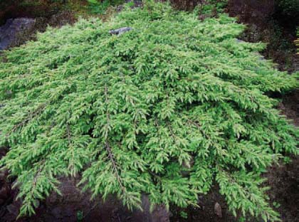 Juniperus-“Green-carpet”
