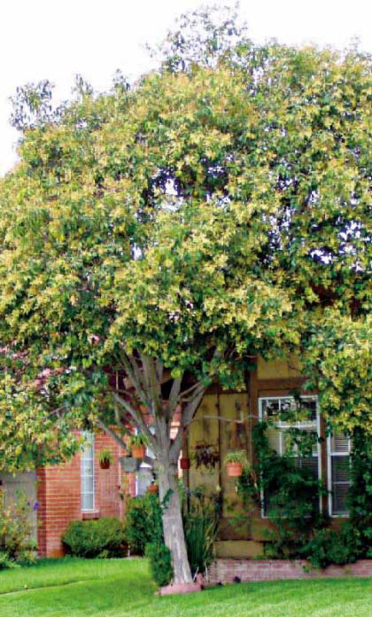 Ligustrum-aurea