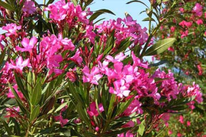 Nerium-oleander-“Pink-Beuty”-pikrodafni