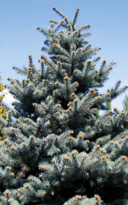 Picea-“Glauca”