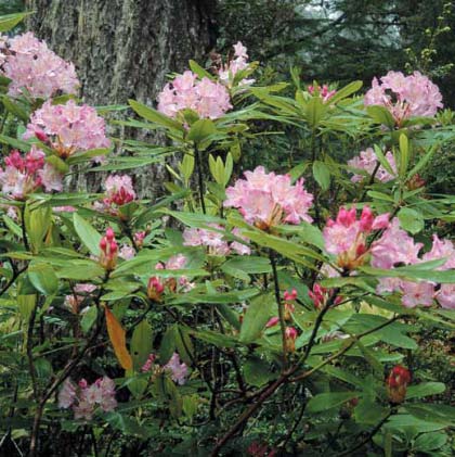 Rhododendron-“Humbolt”