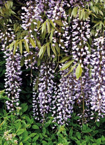 Wisteria-“Macrobotrys”