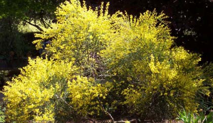 cytisus-praecox-“Allgold”