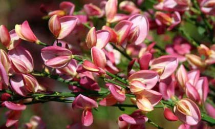 cytisus-scoparius-“Burkwoodii”