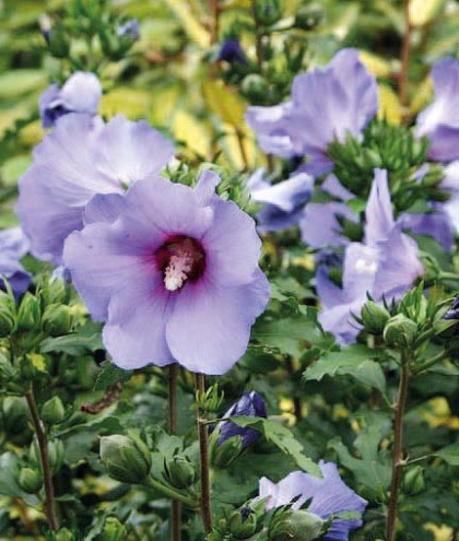 hibiscus syriacus “Oiseau Bleu”